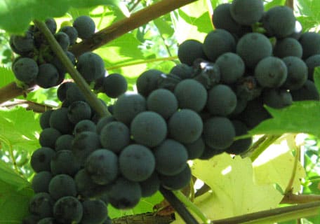 Hardy Short Season Red Wine Grape Special