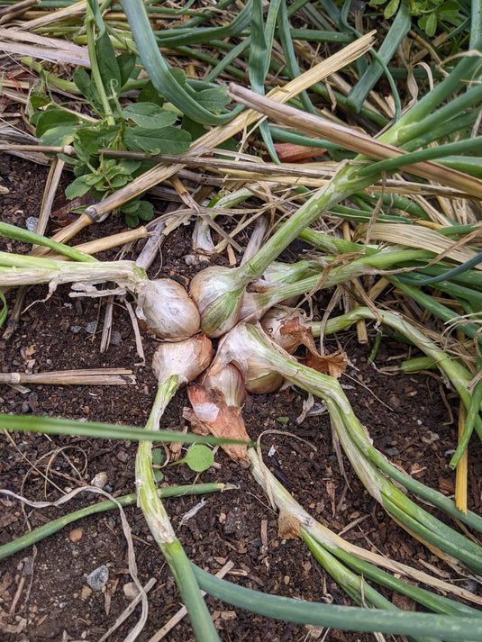 I'Itoi Perennial Bunching Onion (multiplier)
