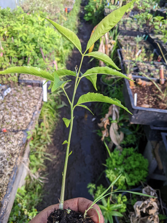 White Sapote Seedling 3x9 in tree band