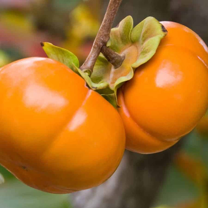 Early Fuyu Asian Persimmon