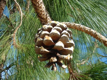 Himalayan Stone Pine (Pinus roxburghii)