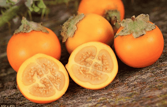 Naranjilla (Solanum quitoense)
