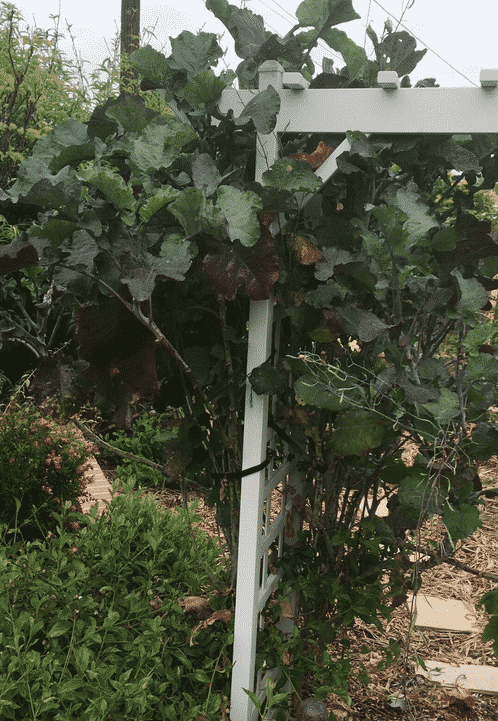 Purple Tree Collard - Brassica oleracea var. acephala