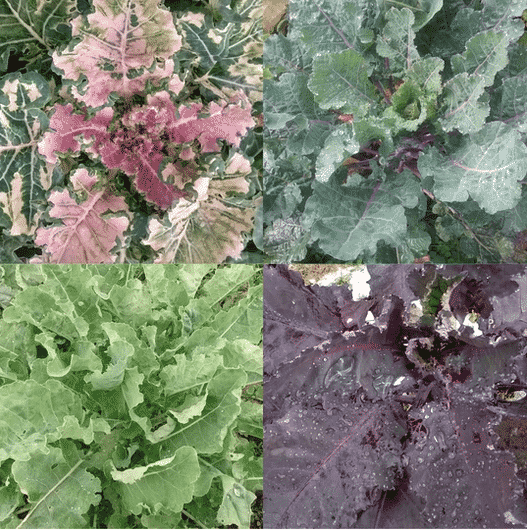 Load image into Gallery viewer, Homesteader&#39;s Kaleidoscopic Perennial Kale Grex

