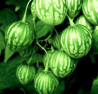 Tzimbalo Melon- Solanum muricatum