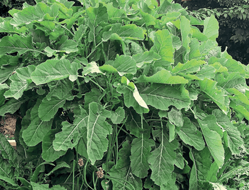 D'Aubenton Perennial Kale