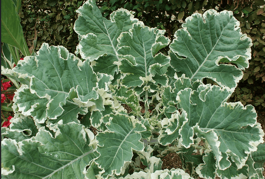 D'Aubenton Penache Perennial Kale