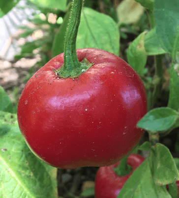 Red Rocoto Perennial Pepper