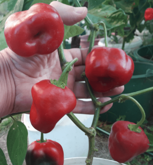 Giant Red Rocoto Perennial Pepper