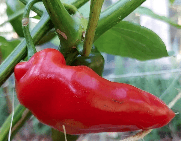 Aji Lucento Rocoto Perennial Pepper