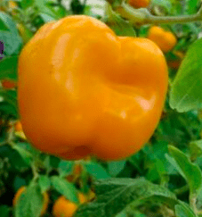Giant Orange Rocoto Perennial Pepper 