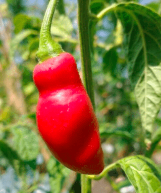 Red Teardrop Rocoto Perennial Pepper