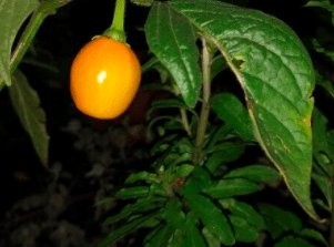 YellowTeardrop Rocoto Perennial Pepper