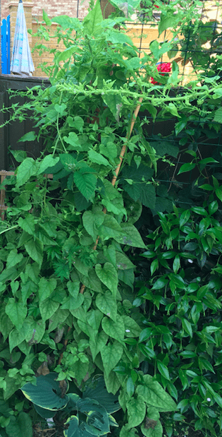 Caucasian Mountain Spinach Perennial Green