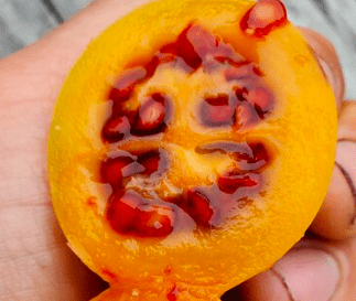 Bolivian Tree Tomato Rare