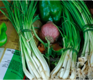 Perennial Bunching Onion of Madagascar (tongolo maintso)