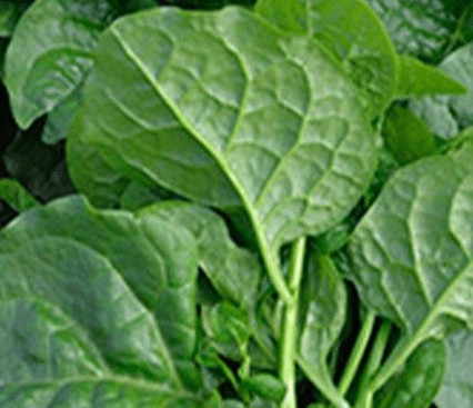 Malabar Spinach Big Green Round Leaf