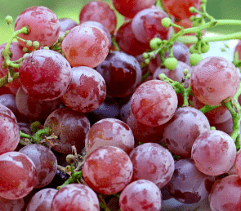 Emeryville Pink Grape