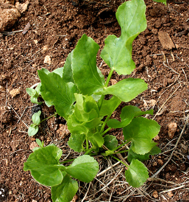 Skirret Seedling (perennial white carrotish)