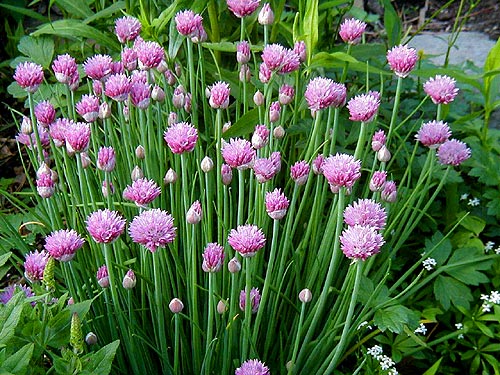 Load image into Gallery viewer, Common Chives
