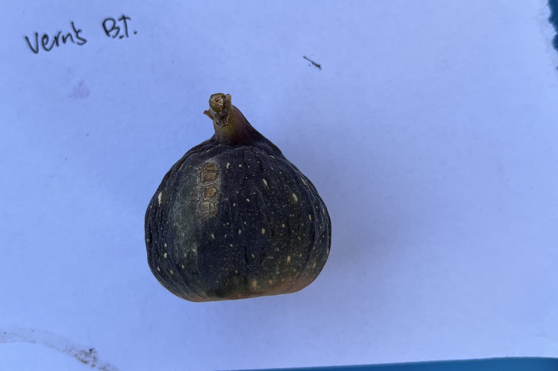 Load image into Gallery viewer, Vern&#39;s Brown Turkey Fig
