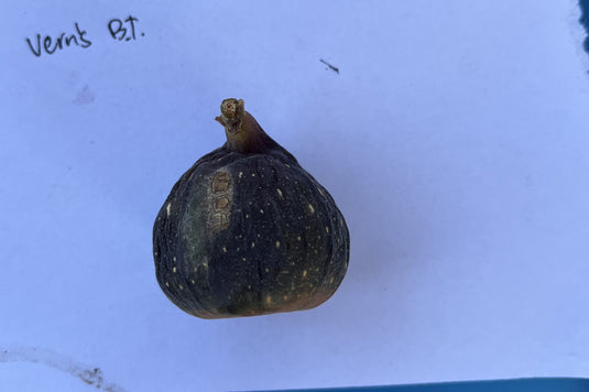 Vern's Brown Turkey Fig