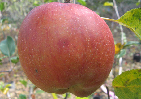 Waltana Apple