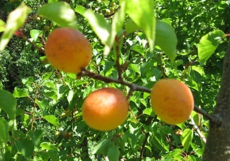 Royal Blenheim Apricot