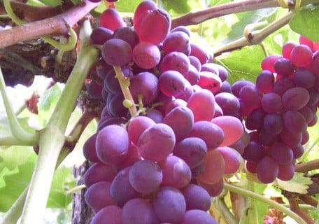 Monukka Black Seedless Grape