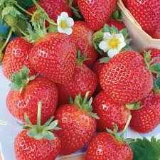 Albion Strawberry (Fragaria X ananassa)
