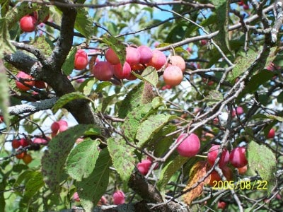 American Plum (Prunus Americana)