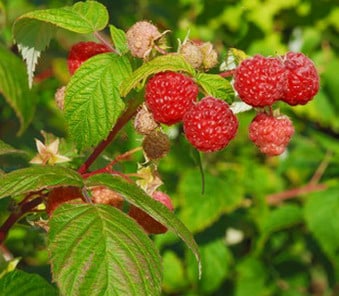 Autumn Britten Raspberry