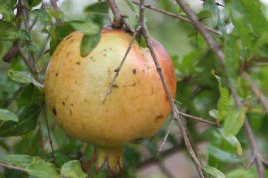 Azadi Pomegranate