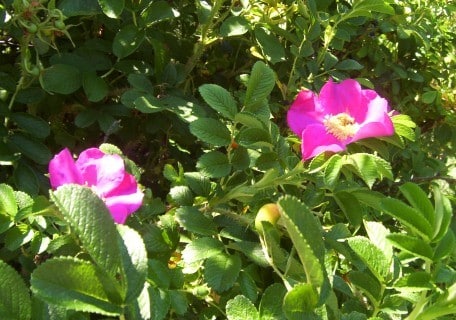 Pink Flowered Rugosa Rose (Rosa rugosa)