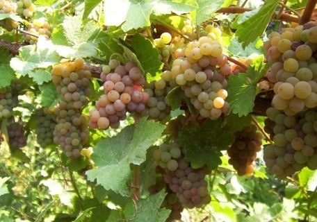 Gewürztraminer Grape