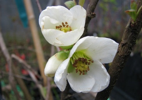 Jet Trail Flowering Quince