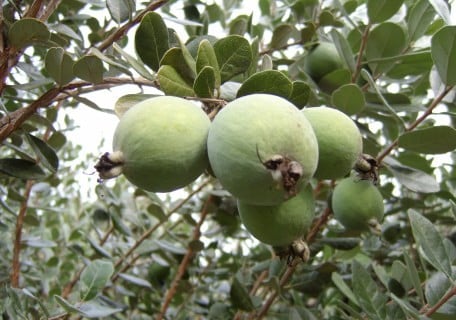 Pineapple Guava Seedling