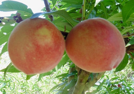 Load image into Gallery viewer, Babcock White Peach
