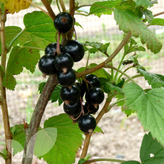 Load image into Gallery viewer, Baldwin Black Currant
