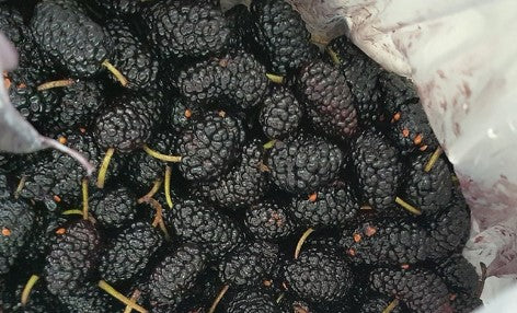 Black Beauty Mulberry