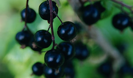 Load image into Gallery viewer, Blackdown Black Currant (Ribes nigrum)
