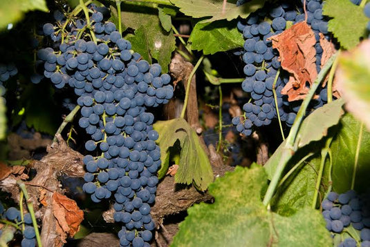 Black Spanish (LeNoir) Grape
