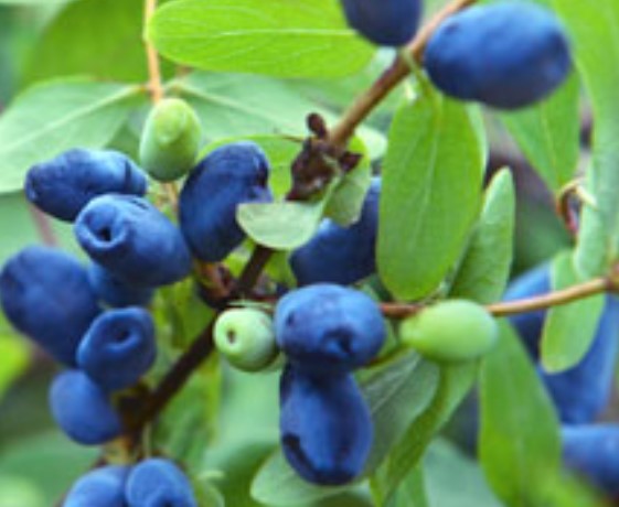 Blue Hokkaido™ Honeyberry