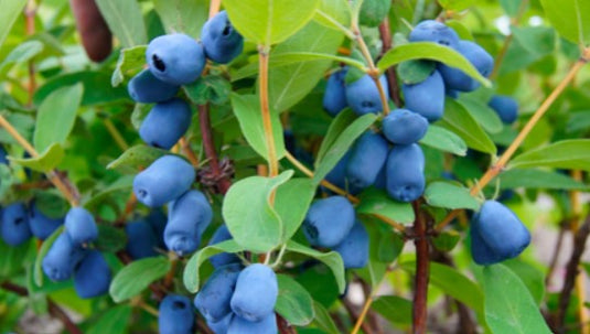 Blue Moon™ Honeyberry