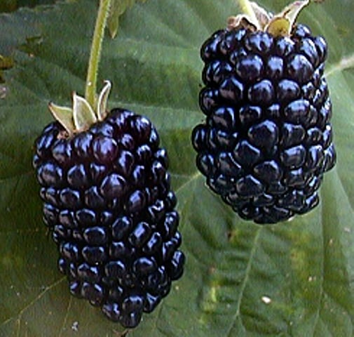 Chickasaw Blackberry
