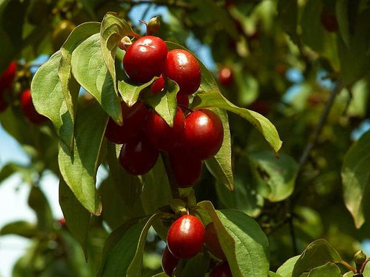 Redstone Cornelian Cherry (seedling)