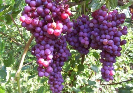 Flame Seedless Grape