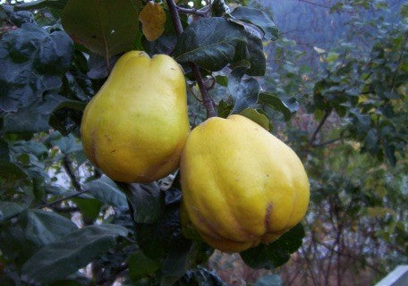 Pineapple Quince