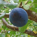 Damson Plum (Prunus institia)