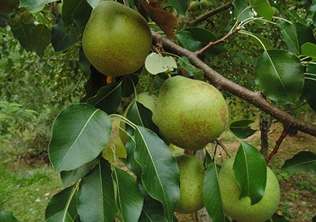 D’Anjou (Beurre D’Anjou) Pear